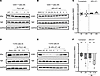 Comparison ERα degradation in CD4+ T cells vs T-47D.