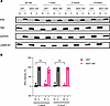 Absence of ERα protein nuclear localization and translocation in CD4+ T cel