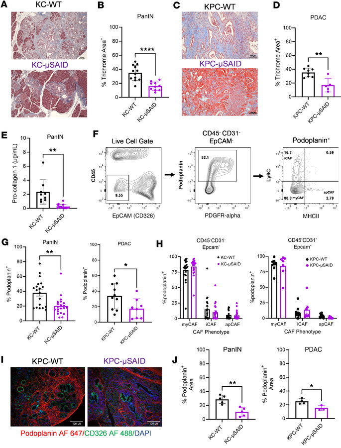 Antibody deficiency reduces ECM and CAF in the KC and KPC pancreatic mic...