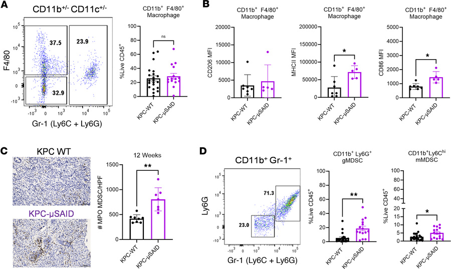 Antibody deficiency alters recruitment and phenotype of myeloid cells in...