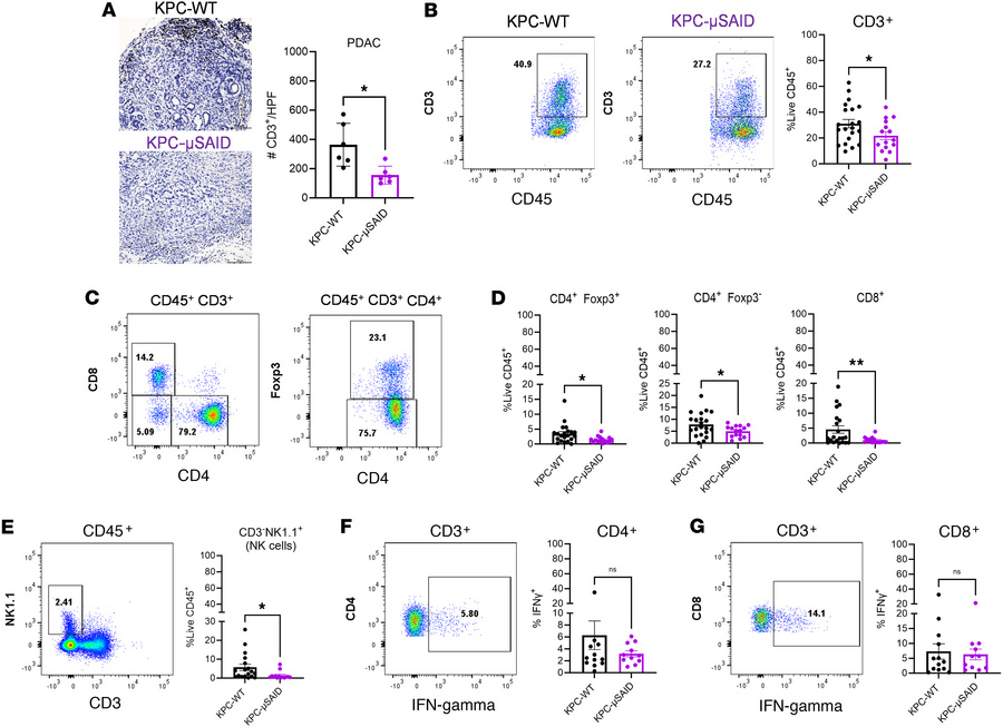Antibody deficiency alters recruitment of T cell and NK cells in the pan...
