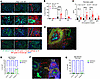 Localization of IgG antibodies to the pancreatic ECM and epithelia of mouse