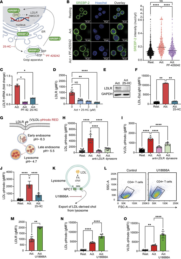 SREBP-2 drives endocytosis and lysosomal processing of lipoproteins by a...