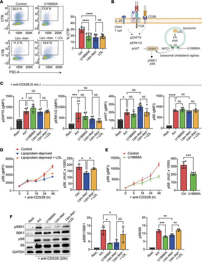 Endolysosomal LDL processing enhances mTORC1 signaling in activated CD4+...