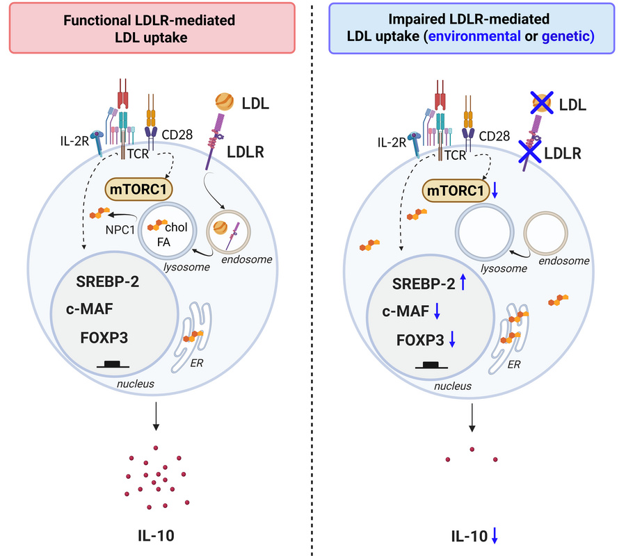 Schematic representation of the proposed model depicting CD4+ T cell act...