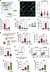 SREBP-2 drives endocytosis and lysosomal processing of lipoproteins by acti