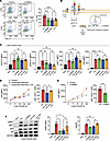 Endolysosomal LDL processing enhances mTORC1 signaling in activated CD4+ T