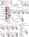 CD4+ T cells from patients with hoFH confirm a role of LDLR signaling for C