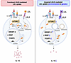 Schematic representation of the proposed model depicting CD4+ T cell activa