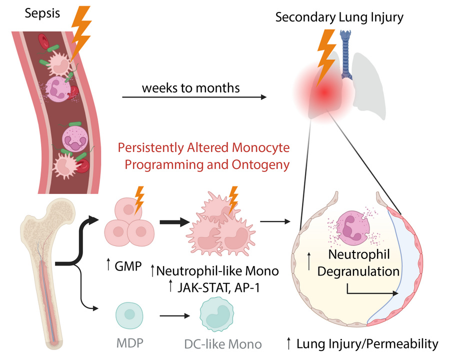 graphical abstract