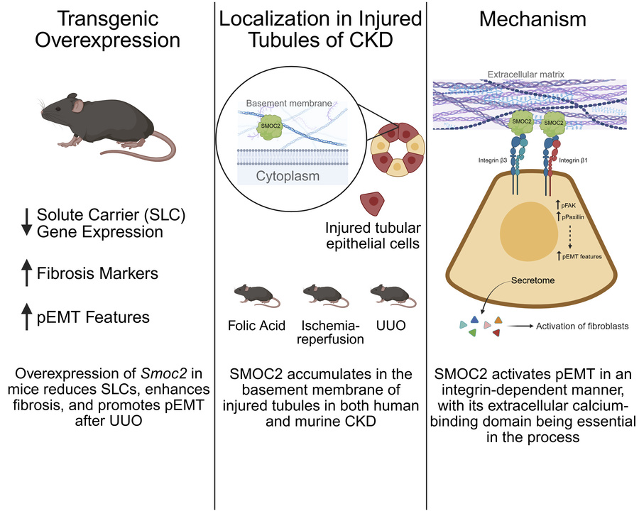 graphical abstract