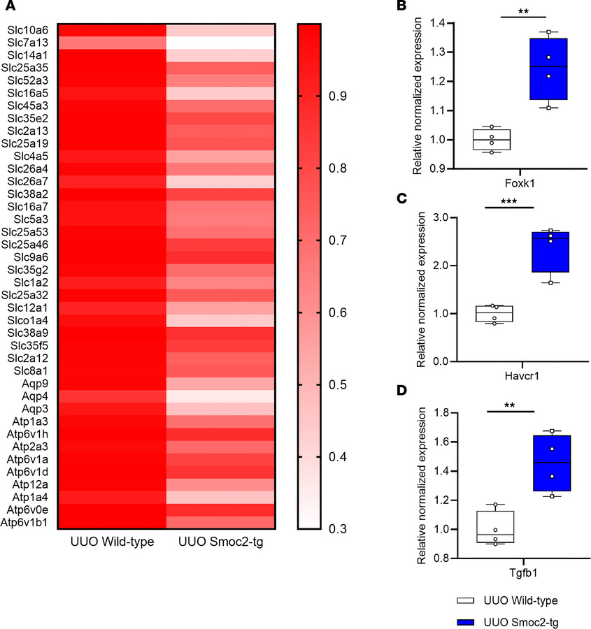 Smoc2-transgenic mice exhibit maladaptive tubular epithelial cell dediff...