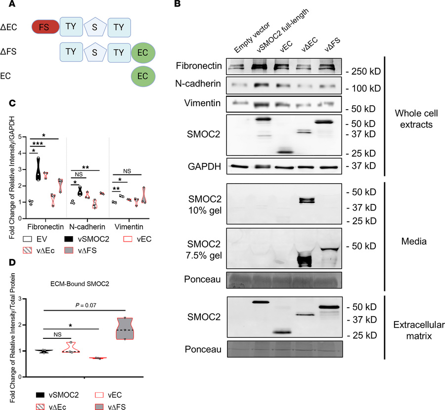 The extracellular calcium-binding domain of SMOC2 mediates its binding t...