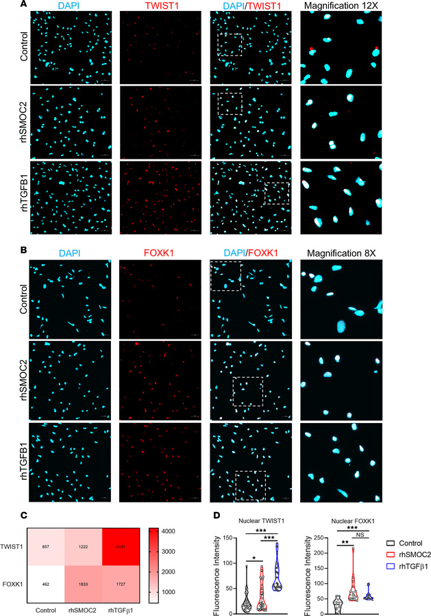 SMOC2 promotes the activation of pEMT transcription factors.
(A and B) I...