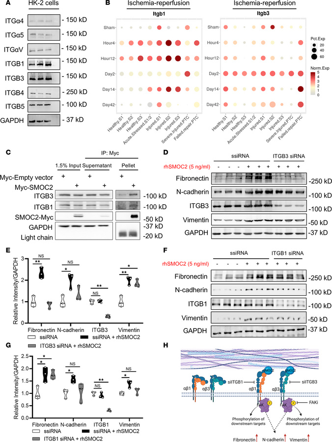 Integrins β1 and β3 are important ECM receptors mediating the effects of...