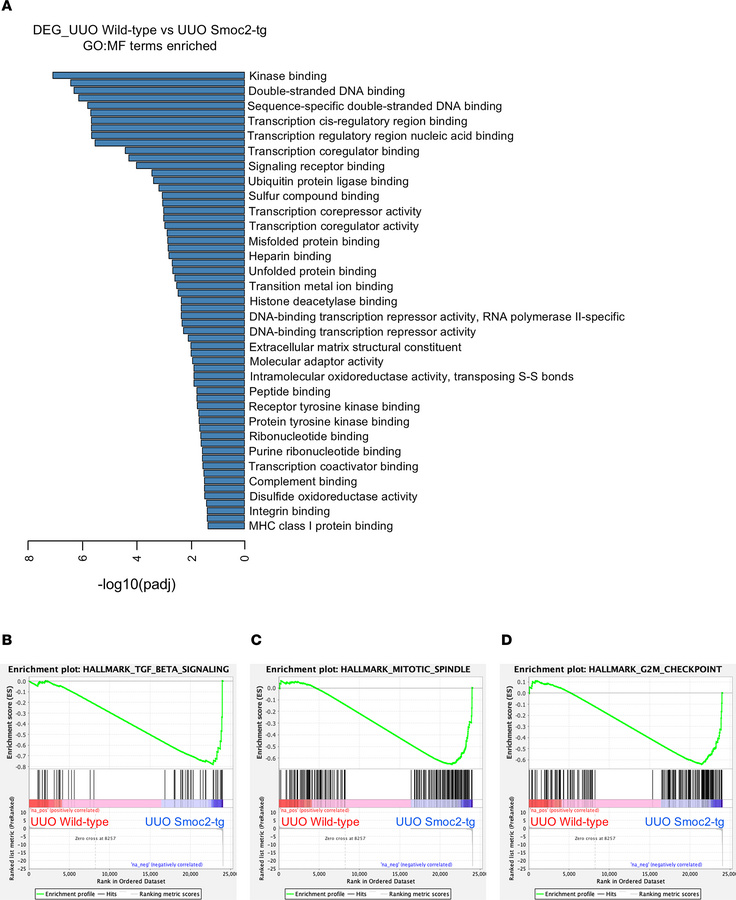 Smoc2-transgenic mice dysregulated pathways involved in pEMT after kidne...