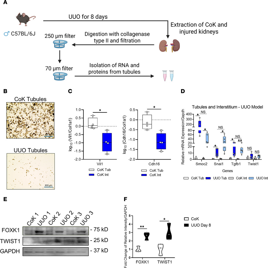 Injured tubules after UUO undergo pEMT and significantly contribute to S...