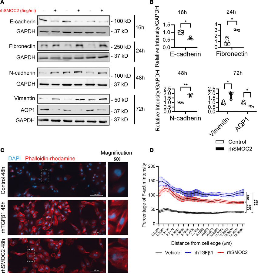 Recombinant SMOC2 stimulates the pEMT properties of proximal tubular epi...