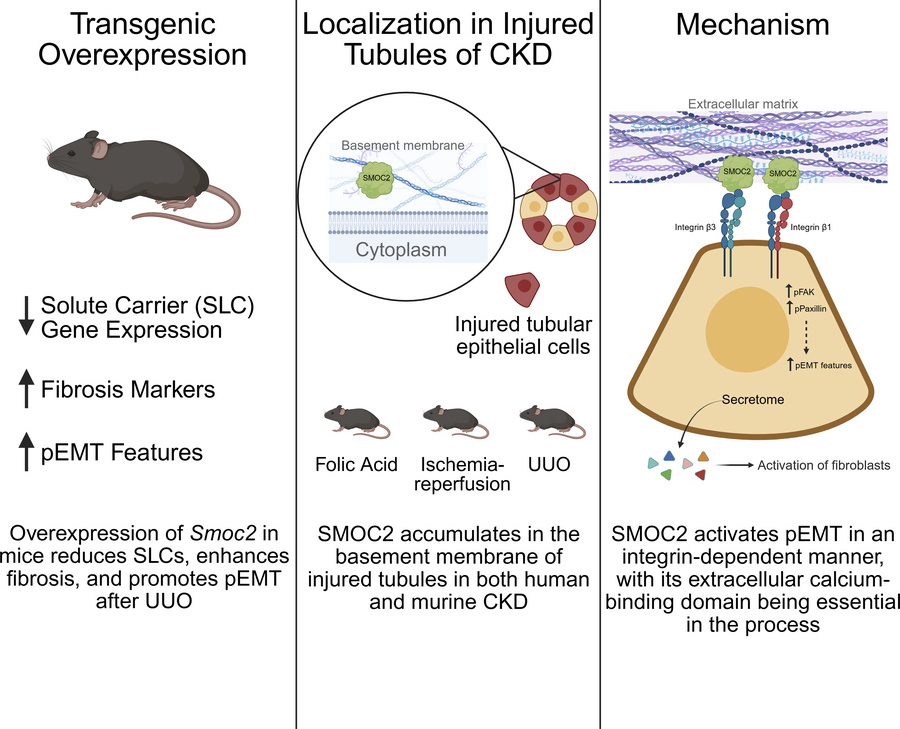 graphical abstract