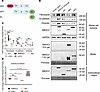 The extracellular calcium-binding domain of SMOC2 mediates its binding to t