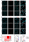 SMOC2 promotes the activation of pEMT transcription factors.