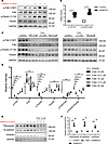 SMOC2 activates integrin signaling to stimulate the pEMT properties of tubu
