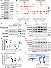 Integrins β1 and β3 are important ECM receptors mediating the effects of SM