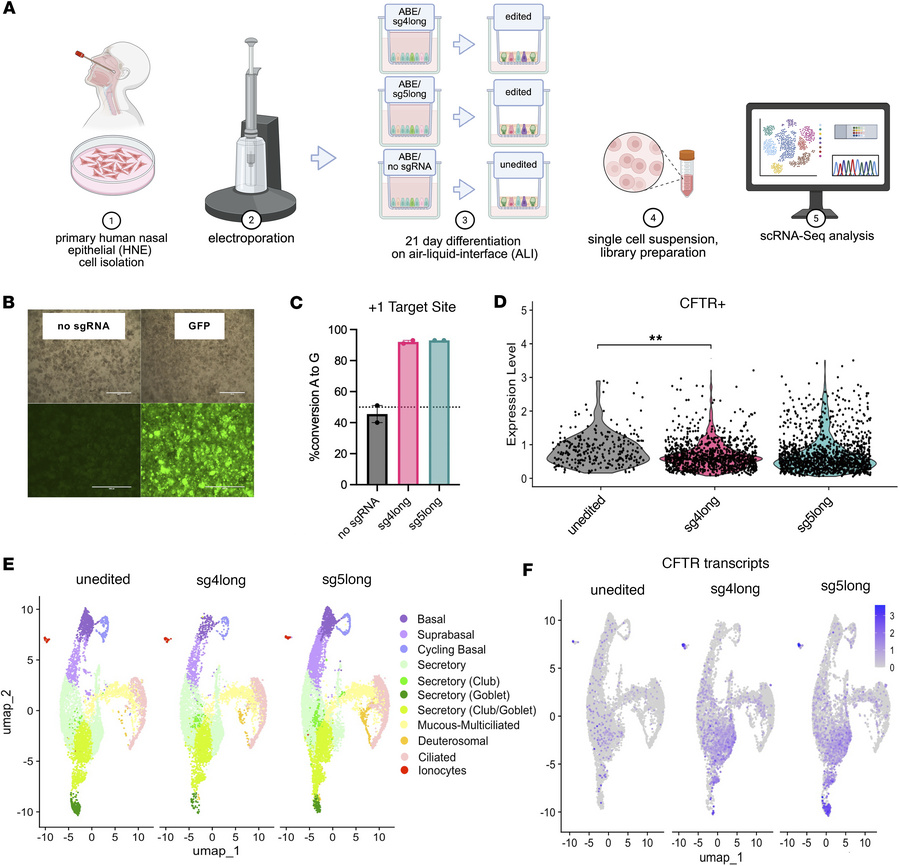 Single-cell transcriptome atlas of primary HNE cells from a CF donor bea...
