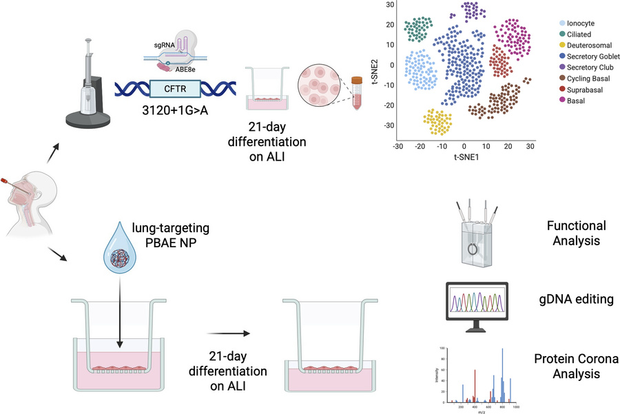 graphical abstract