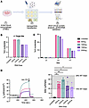 PBAE-E63 nanoparticles delivering ABE8e/sg4long correct 3120+1G>A variant a