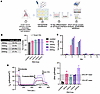 PBAE-E63 nanoparticles delivering ABE8e/sg4long to primary HBE cells bearin