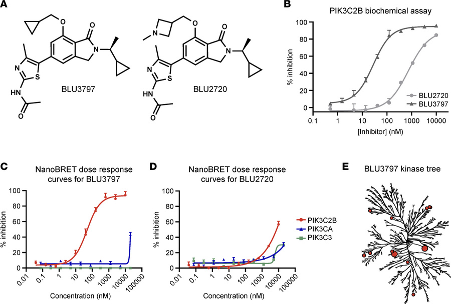 BLU3797 is a selective and potent inhibitor of human PIK3C2B kinase.
(A)...