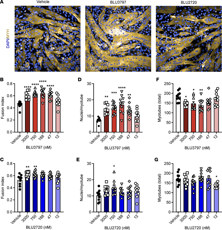 PIK3C2B inhibition promotes myocyte-myotube fusion in C2C12 cells.
(A) E...