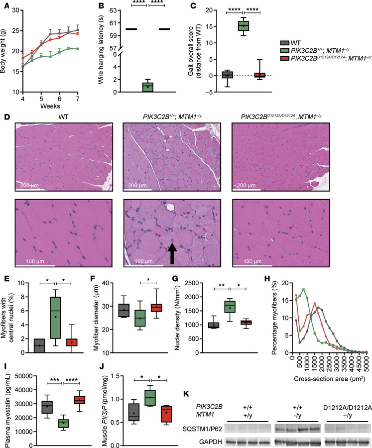 In a mouse model of XLMTM (MTM1–/y), the presence of the PIK3C2B kinase-...