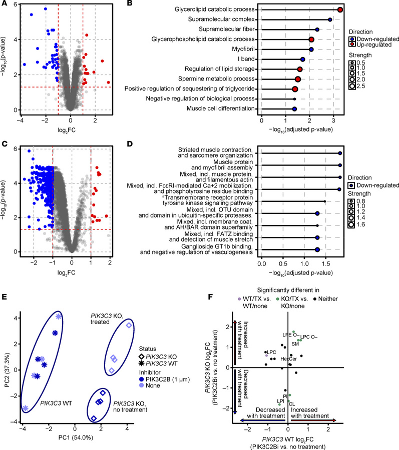 Proteomics and phosphoproteomics reveal decreases in abundance of muscle...