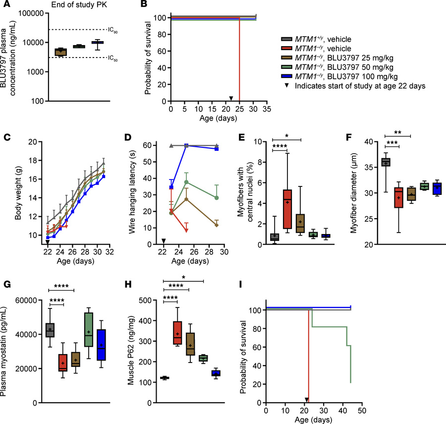 BLU3797 extends the lifespan of MTM1–/y male mice, reinstates muscle fun...