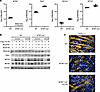 PIK3C2B depletion or inhibition does not negatively affect differentiation