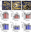 PIK3C2B inhibition promotes myocyte-myotube fusion in C2C12 cells.