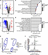 Proteomics and phosphoproteomics reveal decreases in abundance of muscle-re