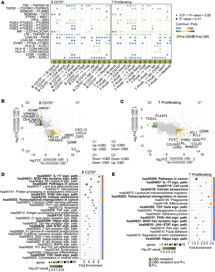 B CD70hi and proliferating T cell types.
The R-L interactions, expressio...
