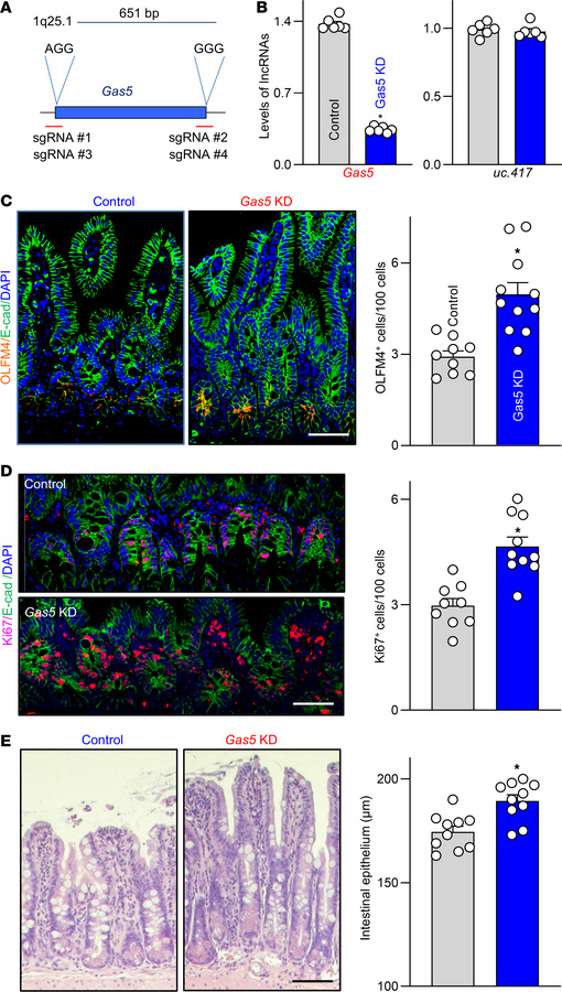 Targeted deletion of the Gas5 by CRISPR/Cas9 in mice enhances renewal of...