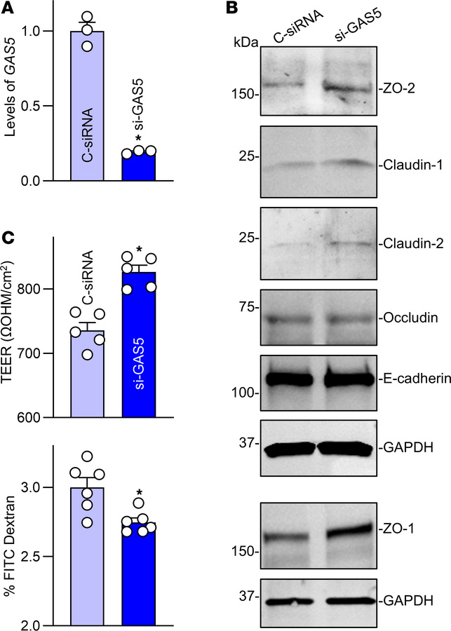
GAS5 silencing improves intestinal epithelial barrier function in cultu...