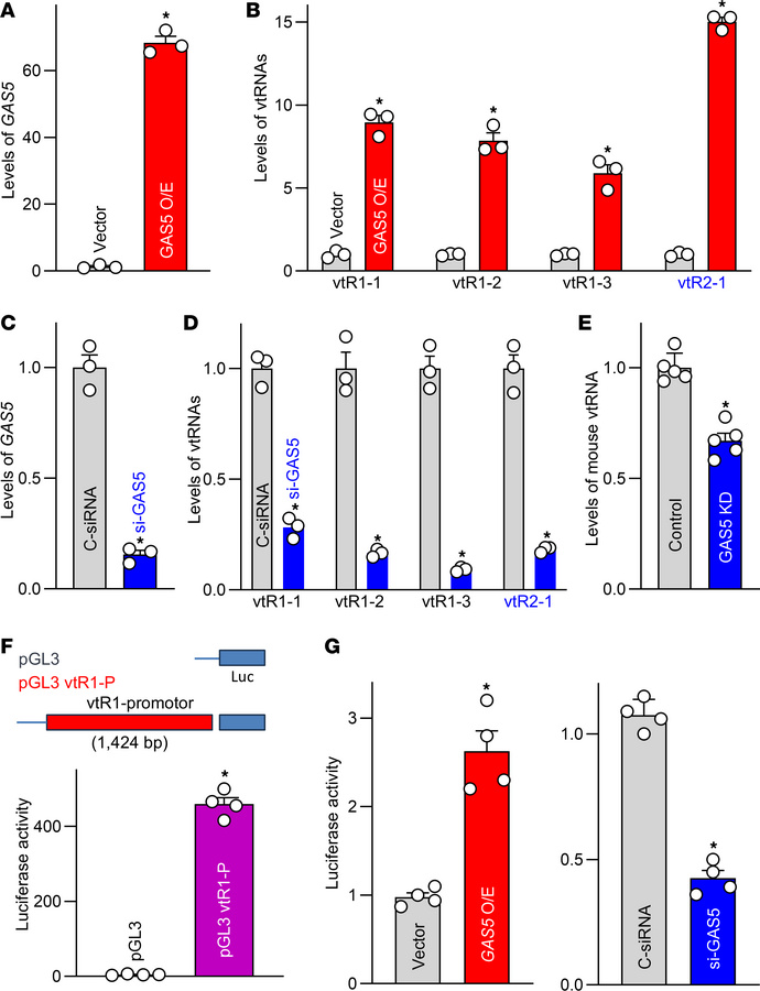 
GAS5 elevates the abundance of vtRNAs by increasing gene transcription....