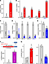 GAS5 elevates the abundance of vtRNAs by increasing gene transcription.