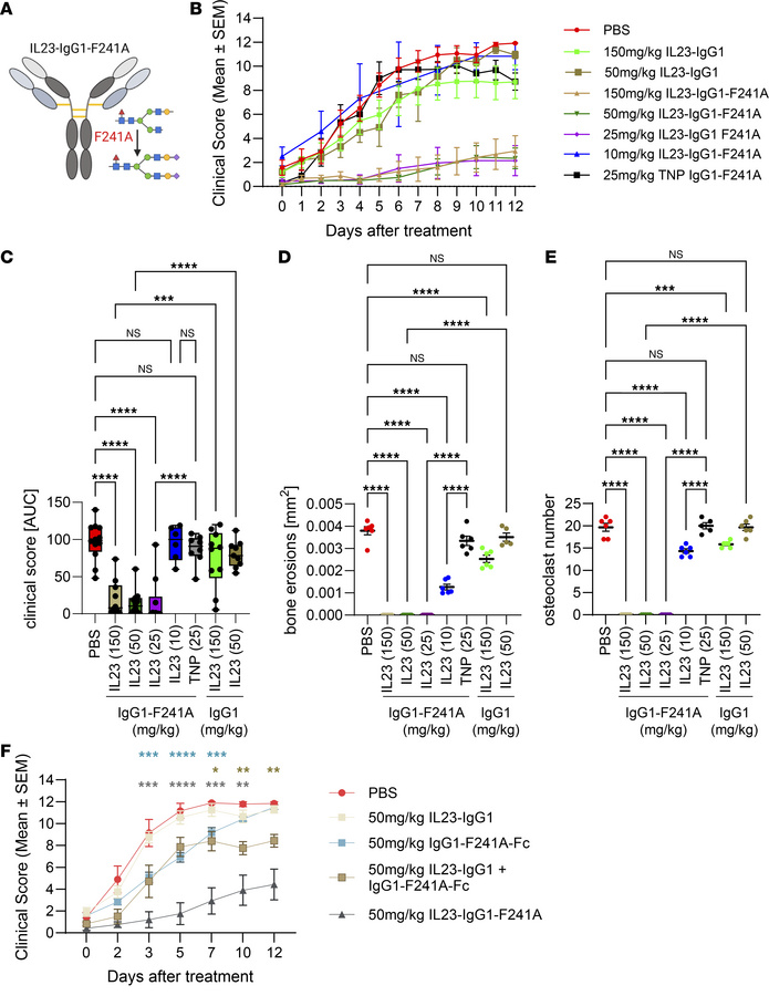 Immunomodulatory activity of IL-23–specific antibody variants in rheumat...