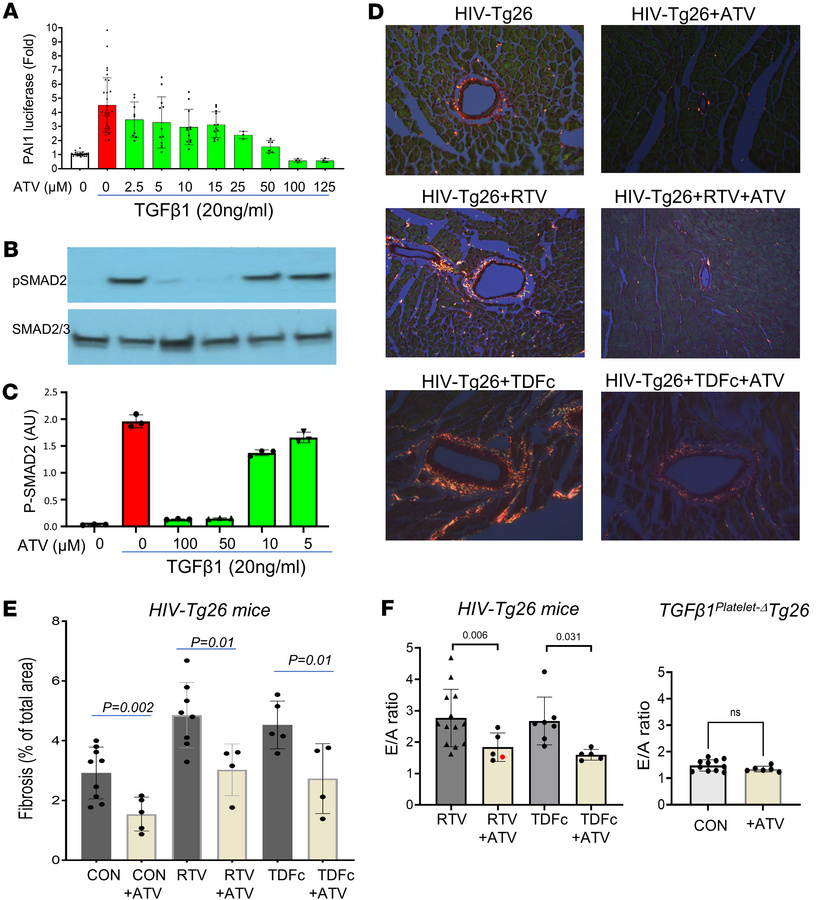 Atorvastatin suppresses TGF-β1 signaling, cardiac fibrosis, and fat cell...