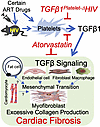Graphic model showing that HIV-ART induces the release of TGF-β1 from plate