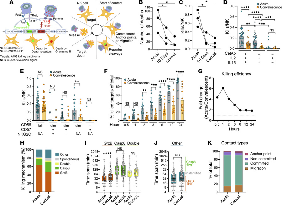 NK cells have increased killing capacity during acute malaria infection....