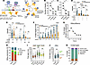 NK cells have increased killing capacity during acute malaria infection.