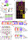 NK cells during acute malaria have increased expression of perforin and gra